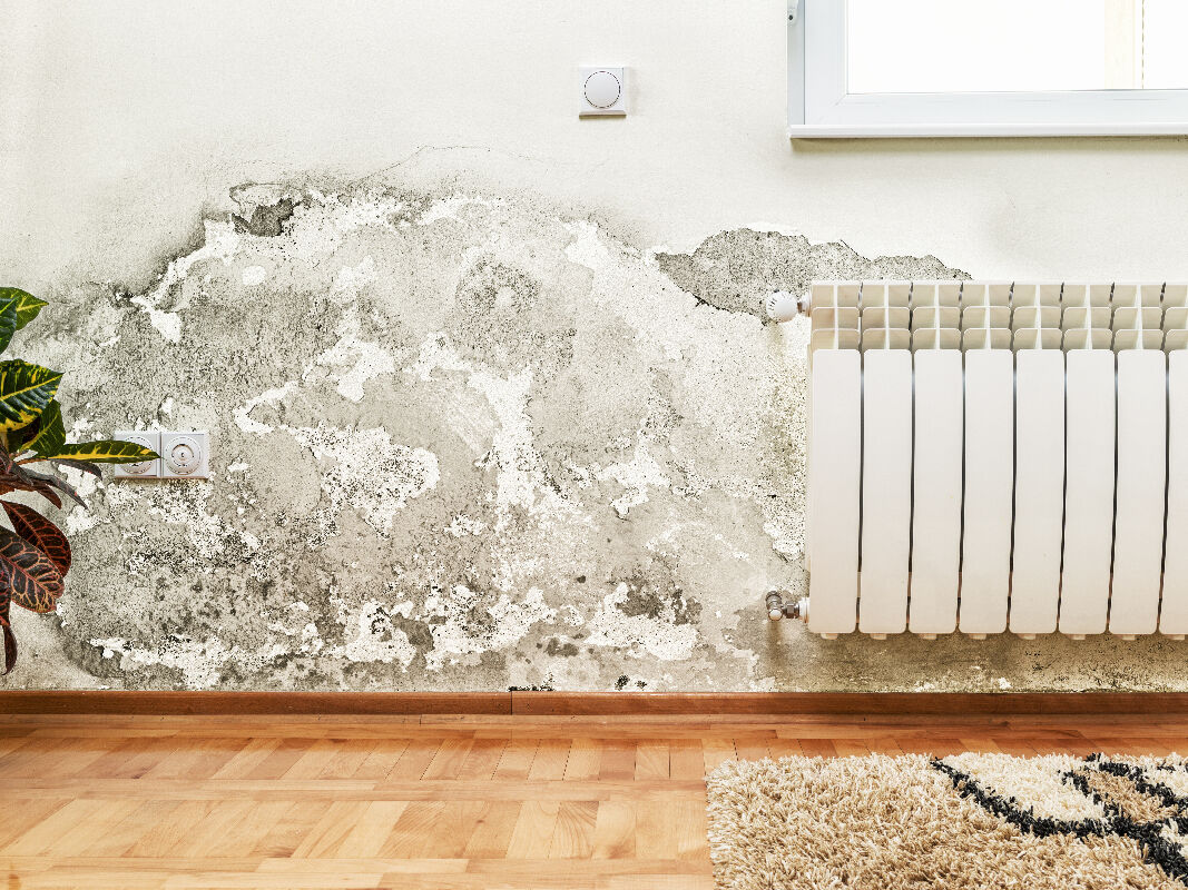 Peinture et protection des murs contre l’humidité